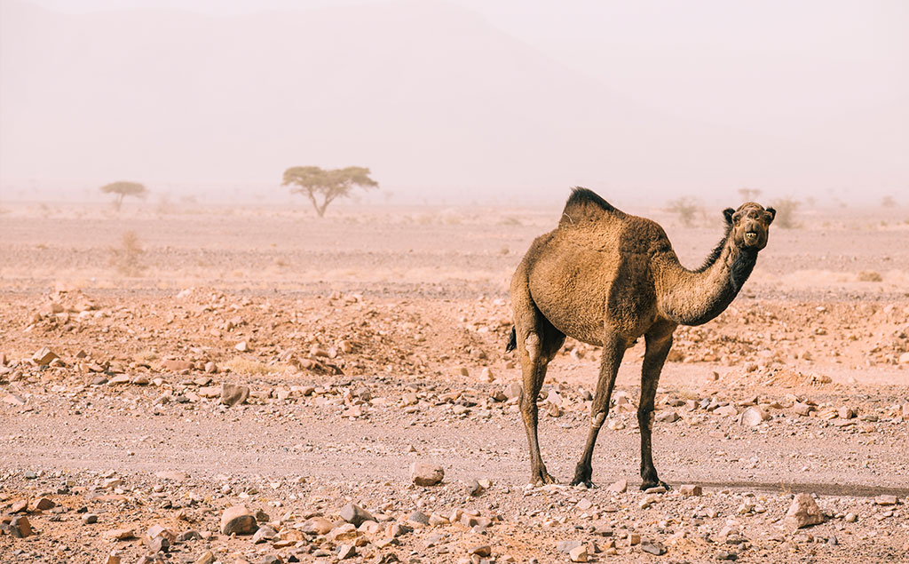camel morocco tours bg